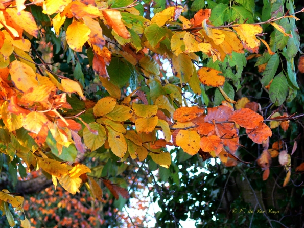 Chant d'automne 2012 (20)